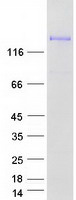 LIMCH1 Protein - Purified recombinant protein LIMCH1 was analyzed by SDS-PAGE gel and Coomassie Blue Staining