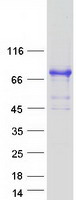 LIMD1 Protein - Purified recombinant protein LIMD1 was analyzed by SDS-PAGE gel and Coomassie Blue Staining