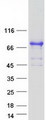 LIMD1 Protein - Purified recombinant protein LIMD1 was analyzed by SDS-PAGE gel and Coomassie Blue Staining