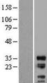 LIME1 / LIME Protein - Western validation with an anti-DDK antibody * L: Control HEK293 lysate R: Over-expression lysate