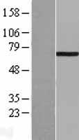 LIMK1 / LIMK Protein - Western validation with an anti-DDK antibody * L: Control HEK293 lysate R: Over-expression lysate