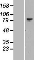 LIMK2 Protein - Western validation with an anti-DDK antibody * L: Control HEK293 lysate R: Over-expression lysate