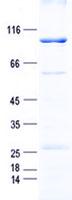 LIMK2 Protein