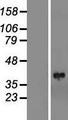 LIMS1 / PINCH Protein - Western validation with an anti-DDK antibody * L: Control HEK293 lysate R: Over-expression lysate