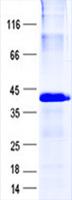 LIMS2 Protein
