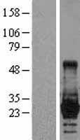 LIN28A / LIN28 Protein - Western validation with an anti-DDK antibody * L: Control HEK293 lysate R: Over-expression lysate