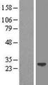 LIN7A Protein - Western validation with an anti-DDK antibody * L: Control HEK293 lysate R: Over-expression lysate