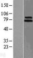 LINGO1 Protein - Western validation with an anti-DDK antibody * L: Control HEK293 lysate R: Over-expression lysate