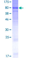 LINGO1 Protein - 12.5% SDS-PAGE of human LINGO1 stained with Coomassie Blue