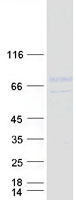 LINGO1 Protein - Purified recombinant protein LINGO1 was analyzed by SDS-PAGE gel and Coomassie Blue Staining