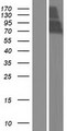 LINGO2 Protein - Western validation with an anti-DDK antibody * L: Control HEK293 lysate R: Over-expression lysate