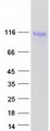 LINGO2 Protein - Purified recombinant protein LINGO2 was analyzed by SDS-PAGE gel and Coomassie Blue Staining