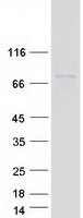 LINGO4 Protein - Purified recombinant protein LINGO4 was analyzed by SDS-PAGE gel and Coomassie Blue Staining