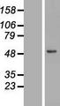 LIPA / Lysosomal Acid Lipase Protein - Western validation with an anti-DDK antibody * L: Control HEK293 lysate R: Over-expression lysate