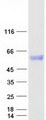 LIPA / Lysosomal Acid Lipase Protein - Purified recombinant protein LIPA was analyzed by SDS-PAGE gel and Coomassie Blue Staining
