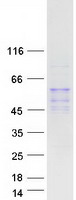 LIPC / Hepatic Lipase Protein - Purified recombinant protein LIPC was analyzed by SDS-PAGE gel and Coomassie Blue Staining