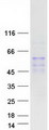 LIPC / Hepatic Lipase Protein - Purified recombinant protein LIPC was analyzed by SDS-PAGE gel and Coomassie Blue Staining