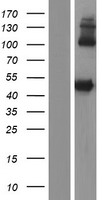 LIPF / GL / Gastric Lipase Protein - Western validation with an anti-DDK antibody * L: Control HEK293 lysate R: Over-expression lysate