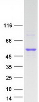 LIPF / GL / Gastric Lipase Protein - Purified recombinant protein LIPF was analyzed by SDS-PAGE gel and Coomassie Blue Staining