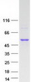 LIPF / GL / Gastric Lipase Protein - Purified recombinant protein LIPF was analyzed by SDS-PAGE gel and Coomassie Blue Staining