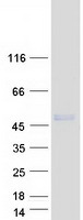 LIPM / LIPL3 Protein - Purified recombinant protein LIPM was analyzed by SDS-PAGE gel and Coomassie Blue Staining