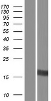 LITAF Protein - Western validation with an anti-DDK antibody * L: Control HEK293 lysate R: Over-expression lysate