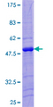 LITAF Protein - 12.5% SDS-PAGE of human LITAF stained with Coomassie Blue