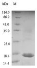 LITAF Protein - (Tris-Glycine gel) Discontinuous SDS-PAGE (reduced) with 5% enrichment gel and 15% separation gel.