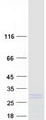 LITAF Protein - Purified recombinant protein LITAF was analyzed by SDS-PAGE gel and Coomassie Blue Staining