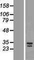 LIX1 Protein - Western validation with an anti-DDK antibody * L: Control HEK293 lysate R: Over-expression lysate