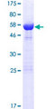 LIX1 Protein - 12.5% SDS-PAGE of human LIX1 stained with Coomassie Blue