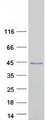 LIX1L Protein - Purified recombinant protein LIX1L was analyzed by SDS-PAGE gel and Coomassie Blue Staining