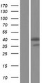 LLGL2 Protein - Western validation with an anti-DDK antibody * L: Control HEK293 lysate R: Over-expression lysate