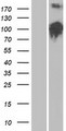 LLGL2 Protein - Western validation with an anti-DDK antibody * L: Control HEK293 lysate R: Over-expression lysate