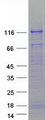 LLGL2 Protein - Purified recombinant protein LLGL2 was analyzed by SDS-PAGE gel and Coomassie Blue Staining