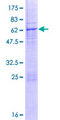 LMAN2 / VIP36 Protein - 12.5% SDS-PAGE of human LMAN2 stained with Coomassie Blue