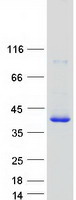 LMAN2 / VIP36 Protein - Purified recombinant protein LMAN2 was analyzed by SDS-PAGE gel and Coomassie Blue Staining