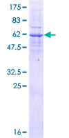LMAN2L Protein - 12.5% SDS-PAGE of human LMAN2L stained with Coomassie Blue