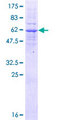 LMAN2L Protein - 12.5% SDS-PAGE of human LMAN2L stained with Coomassie Blue