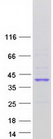 LMAN2L Protein - Purified recombinant protein LMAN2L was analyzed by SDS-PAGE gel and Coomassie Blue Staining