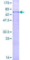 LMBR1 Protein - 12.5% SDS-PAGE of human LMBR1 stained with Coomassie Blue