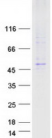 LMBR1 Protein - Purified recombinant protein LMBR1 was analyzed by SDS-PAGE gel and Coomassie Blue Staining
