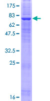 LMBR1L Protein - 12.5% SDS-PAGE of human LMBR1L stained with Coomassie Blue