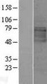 LMBRD1 Protein - Western validation with an anti-DDK antibody * L: Control HEK293 lysate R: Over-expression lysate