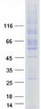 LMBRD1 Protein - Purified recombinant protein LMBRD1 was analyzed by SDS-PAGE gel and Coomassie Blue Staining