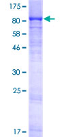 LMLN Protein - 12.5% SDS-PAGE of human LMLN stained with Coomassie Blue