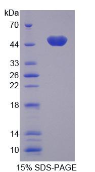 LMNA / Lamin A+C Protein - Recombinant  Lamin A/C By SDS-PAGE