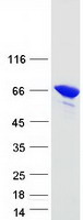 LMNA / Lamin A+C Protein - Purified recombinant protein LMNA was analyzed by SDS-PAGE gel and Coomassie Blue Staining