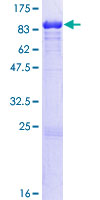 LMNB1 / Lamin B1 Protein - 12.5% SDS-PAGE of human LMNB1 stained with Coomassie Blue