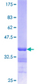 LMNB1 / Lamin B1 Protein - 12.5% SDS-PAGE Stained with Coomassie Blue.